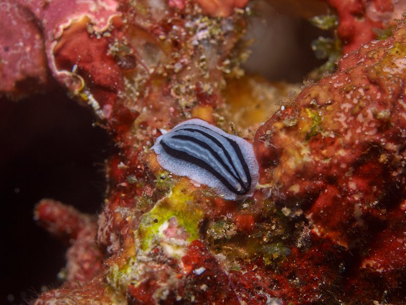 Flatworm, Deep Turbo